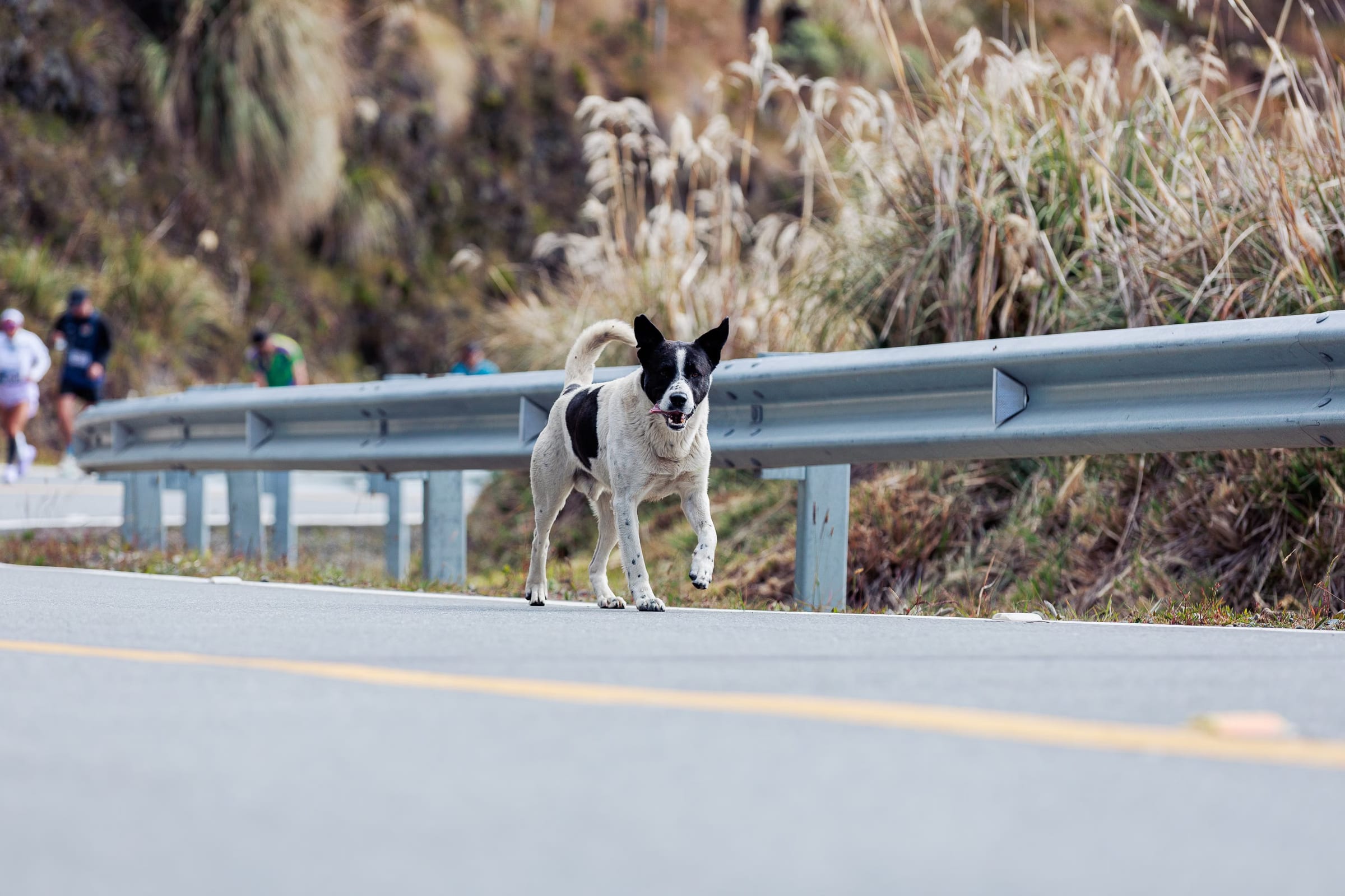 A lively black and white dog running along a scenic mountain road with runners in the background