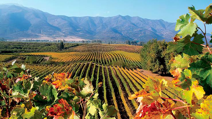 The vast wineries in the Casablanca Valley