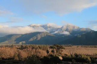 Las Araucarias Vineyard image 1