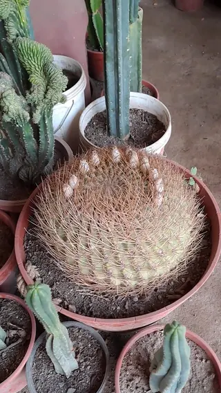 Las Tinajas de Pomaire image 2