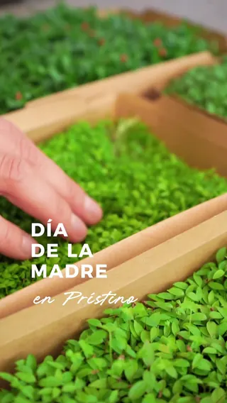 Prístino Restaurante image 2