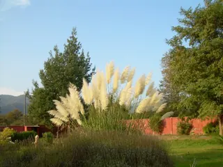 La Casa Vinilla image 5