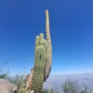 Alto Las Vizcachas Mountain image 5
