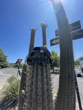 Cactus Padre image 2