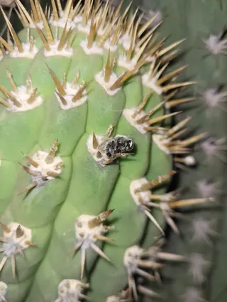 Cactus Padre image 3