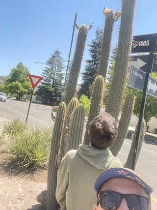Cactus Padre image 5