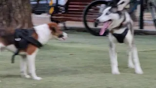 Canino Park image 2