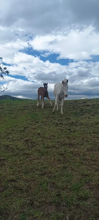 Cerro Loma Larga image 5