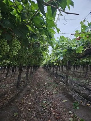 Cuatro Almas Wines image 2