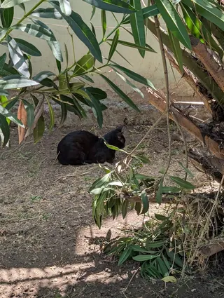 Gatita Panchita image 2