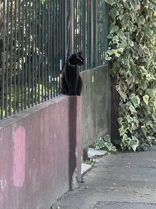 Gatita Panchita image 3