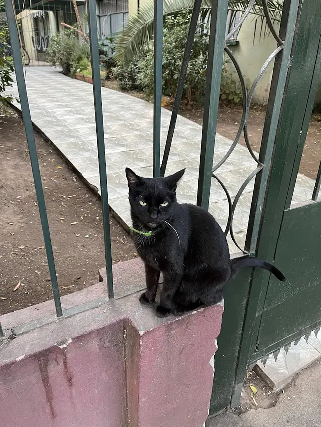 Gatita Panchita, Bellavista, Santiago