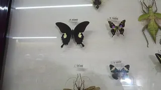 Insect Museum - Insectarium image 2