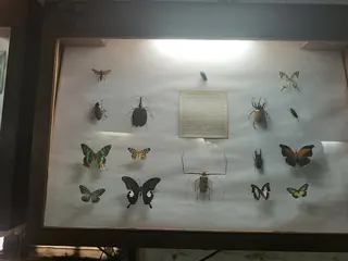 Insect Museum - Insectarium image 3