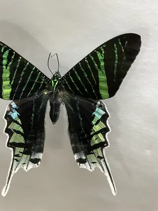 Insect Museum - Insectarium image 4