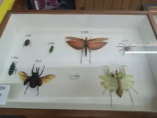 Insect Museum - Insectarium image 5