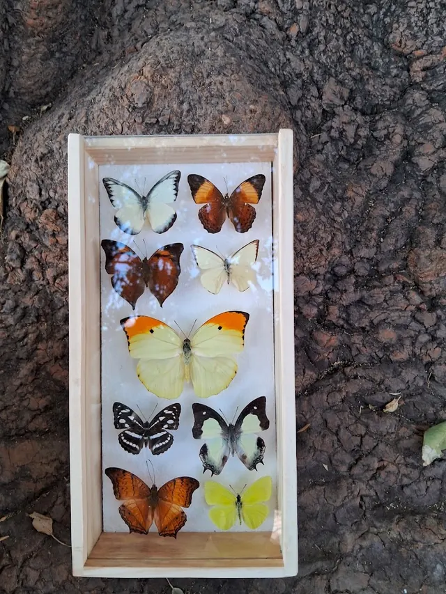 Insect Museum - Insectarium, Santiago Centro, Santiago