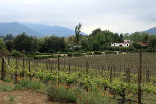 Maipo Wine Tours image 2