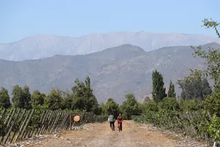 Maipo Wine Tours image 3