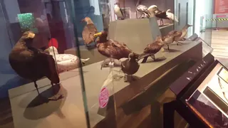 Museo de Historia Natural de Valparaíso image 2