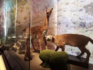 Museo de Historia Natural de Valparaíso image 3