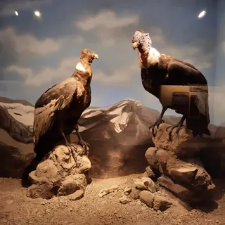 National Museum of Natural History image 3