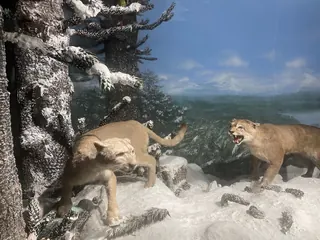 National Museum of Natural History image 4