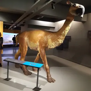 National Museum of Natural History image 5