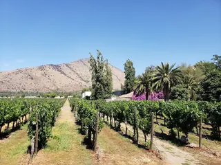 Parque y Casona de la Viña Santa Rita image 5