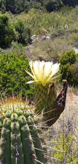 Quebrada Encanado image 4
