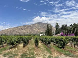 Viña Santa Rita image 3