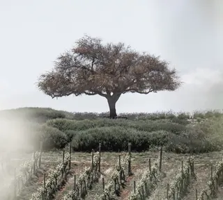 Winery Casas del Bosque image 1