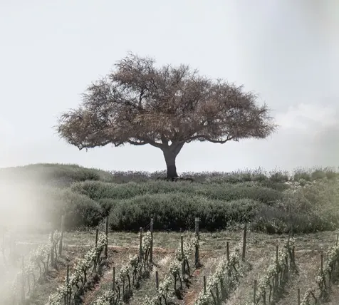 Winery Casas del Bosque, Casablanca, Santiago