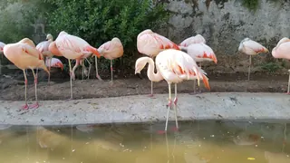 Zoo Nacional Parquemet image 2