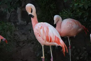 Zoo Nacional Parquemet image 3