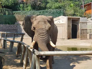 Zoo Nacional Parquemet image 4